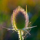 Distel