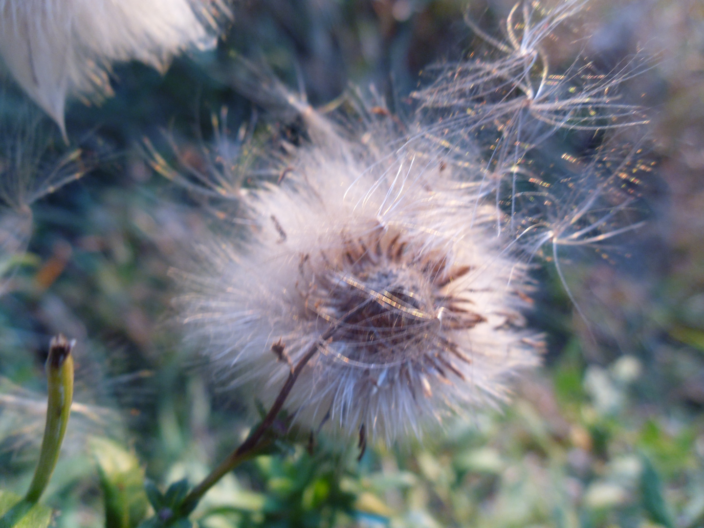 Distel