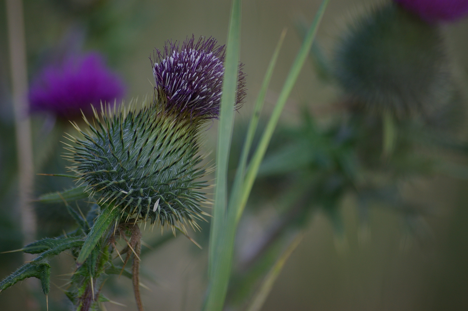 Distel