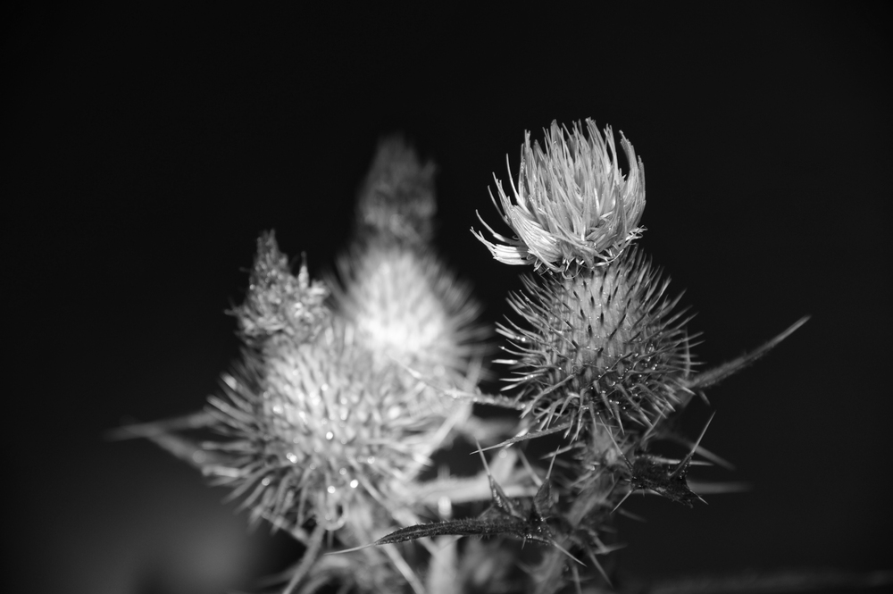 Distel