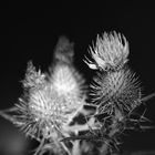 Distel