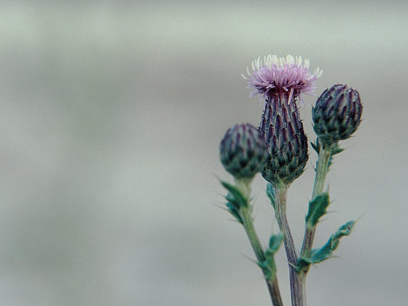 Distel