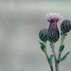 Distel