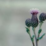 Distel