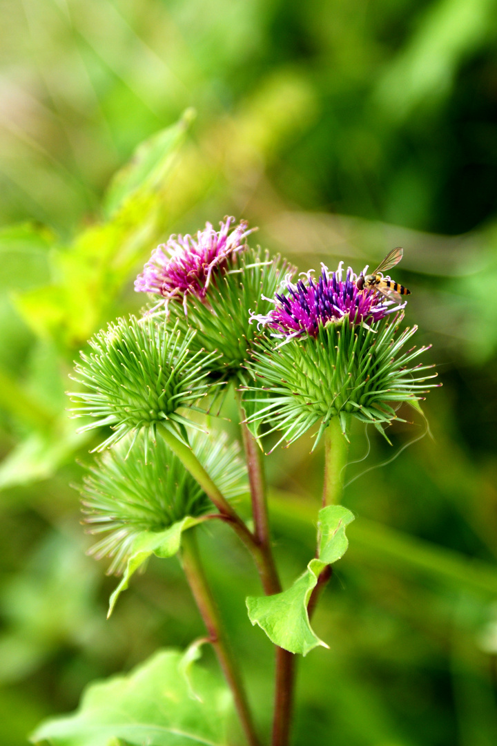 Distel