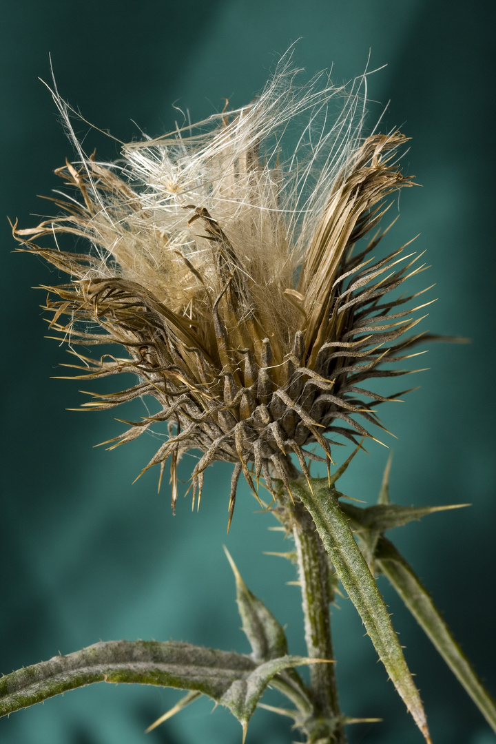 Distel