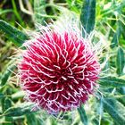 Distel ?