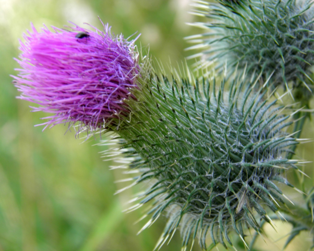 Distel