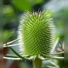 Distel