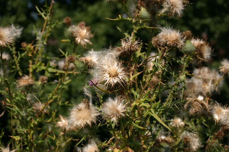 Distel