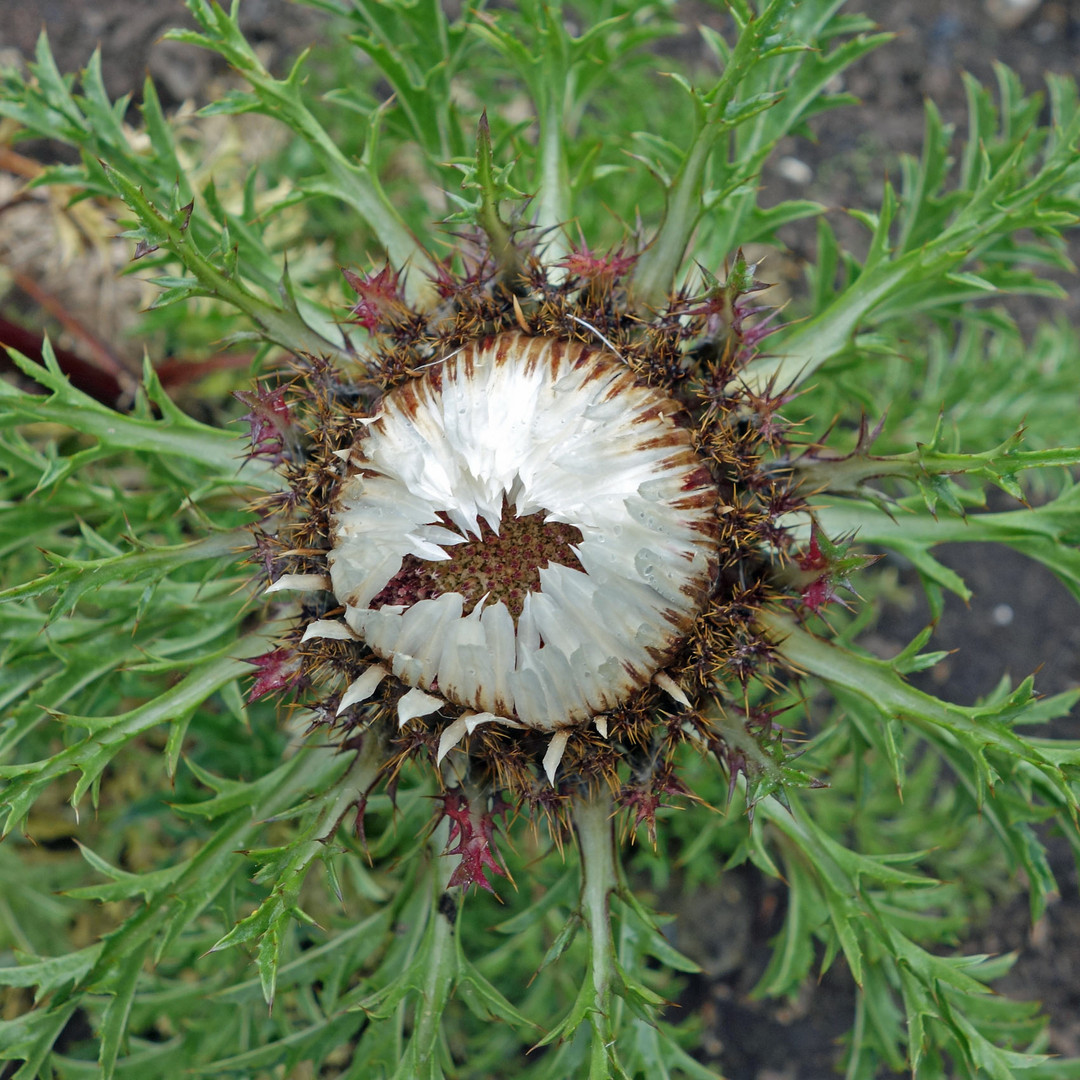 Distel