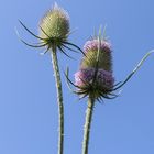 Distel