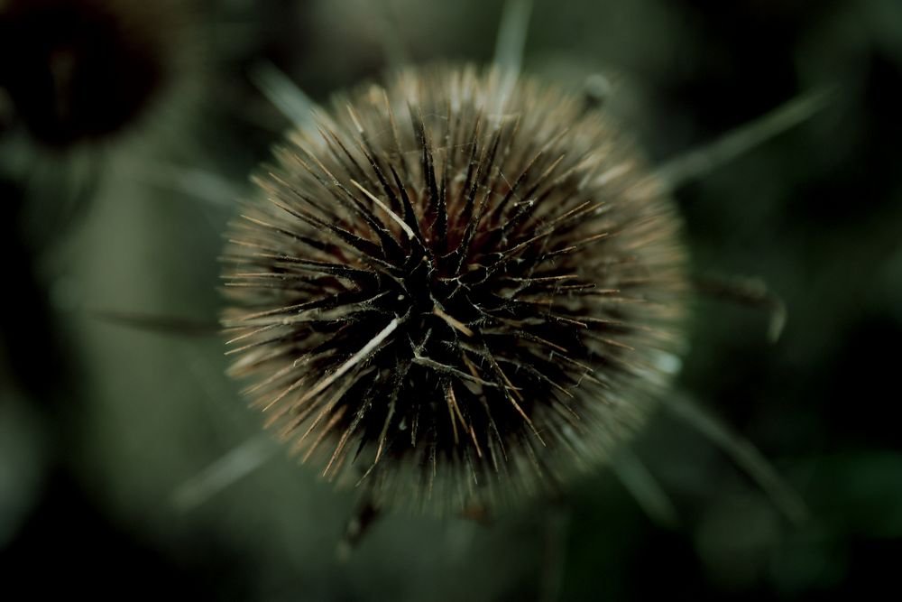 Distel