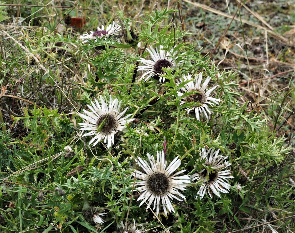 Distel