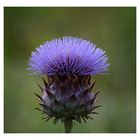 Distel