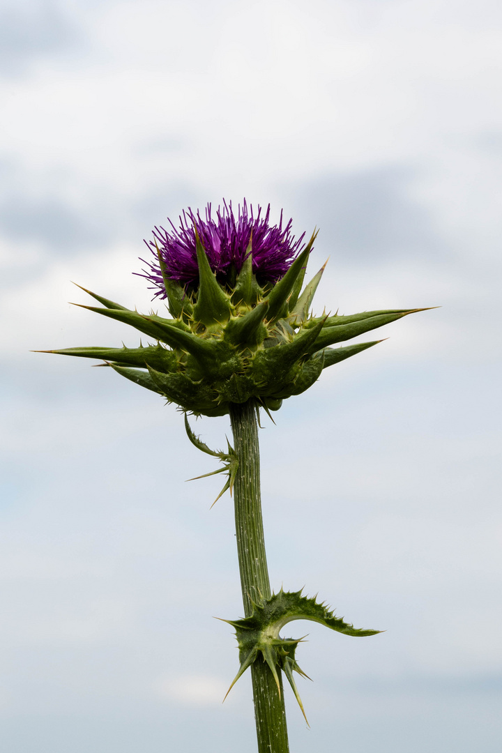 Distel