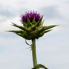 Distel