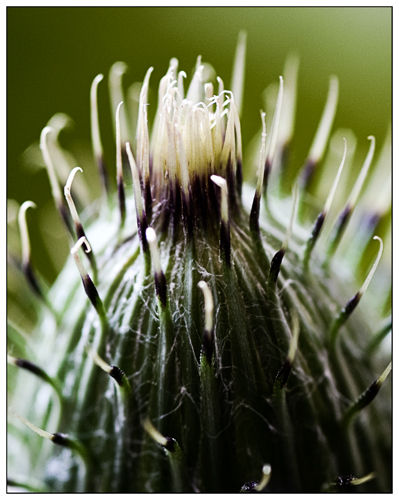 Distel