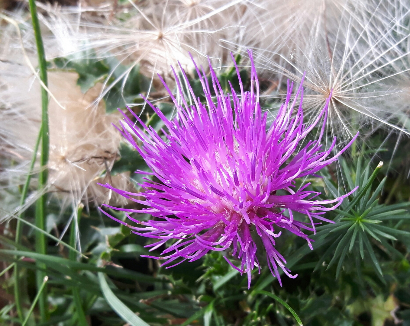 Distel