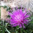 Distel