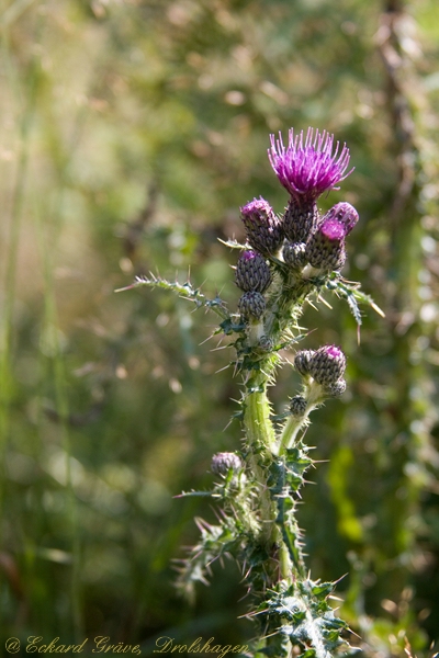 Distel