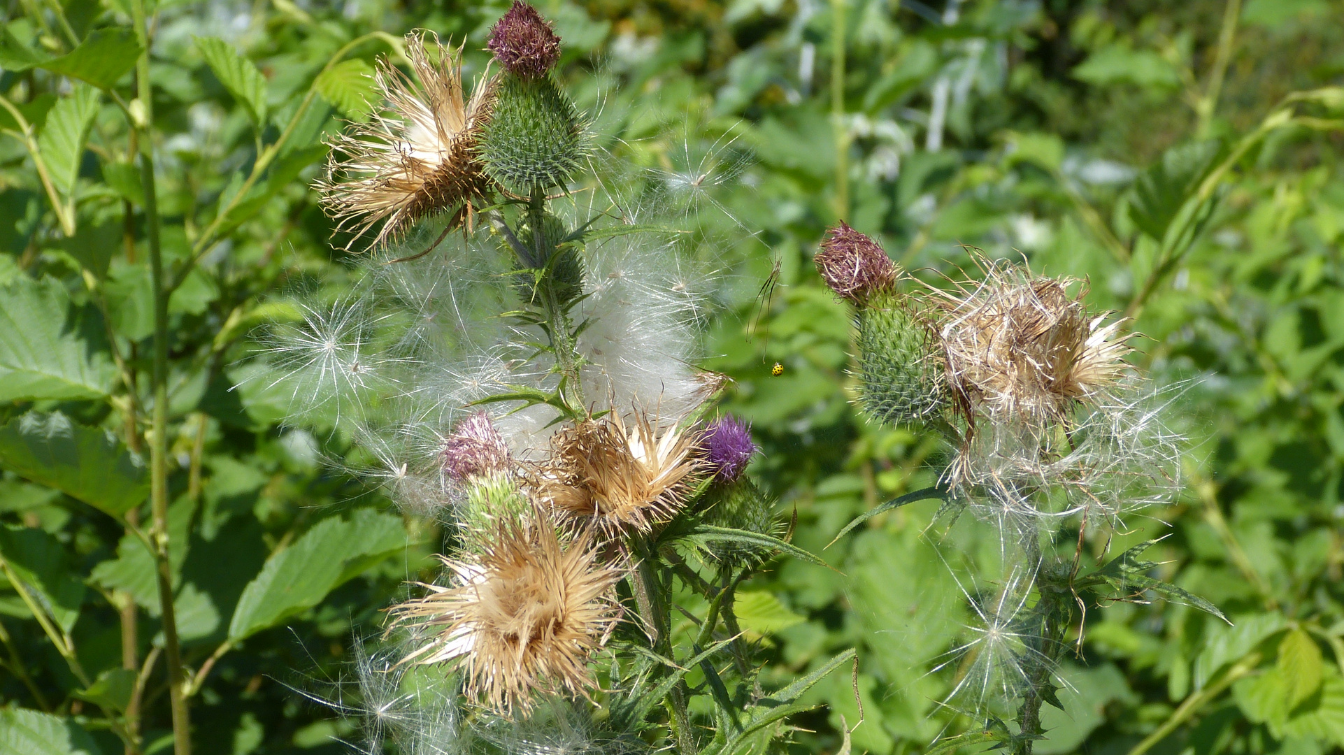 Distel 4