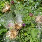 Distel 4