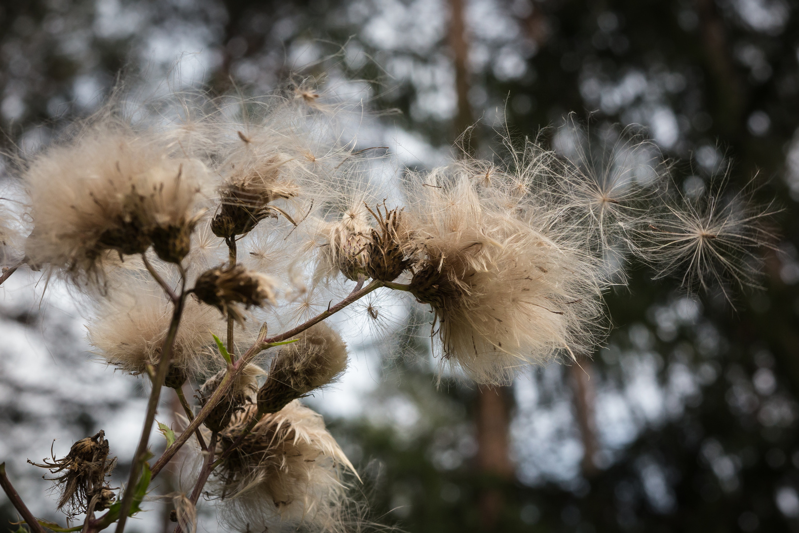 Distel