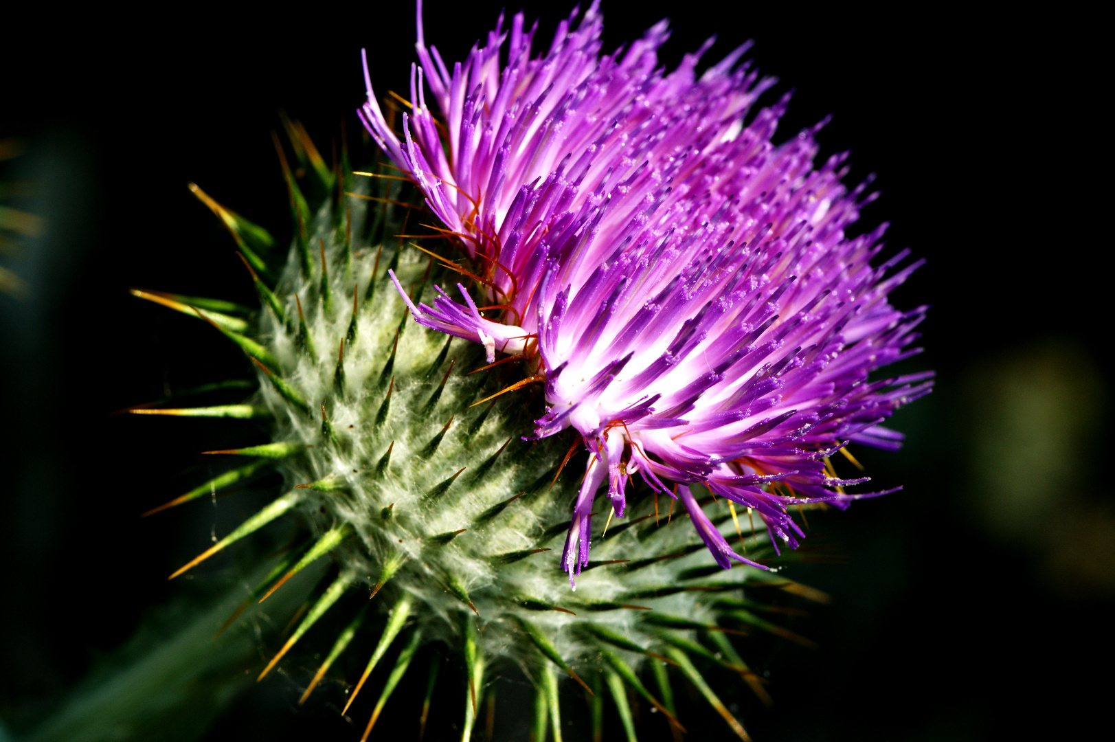 Distel