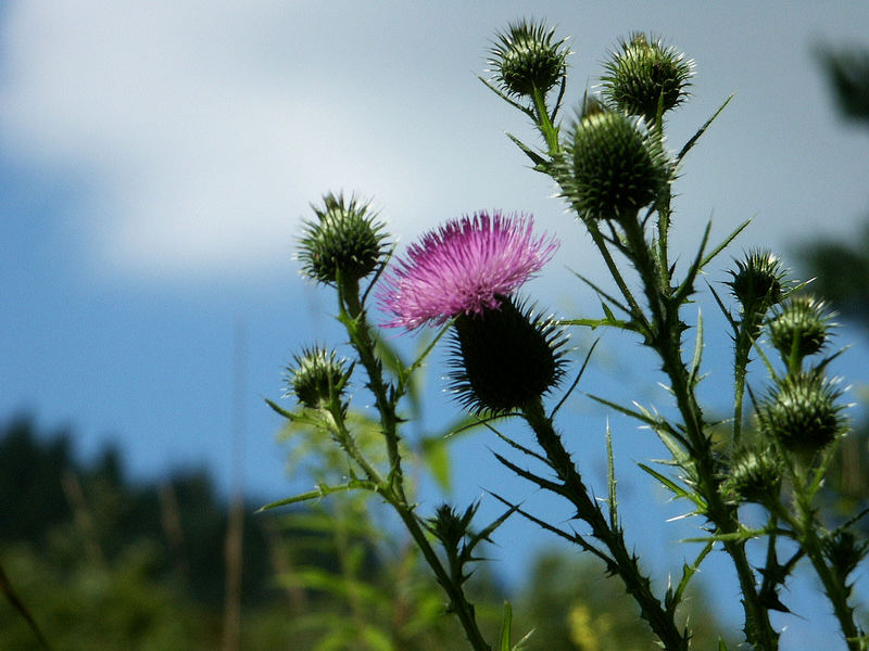 Distel