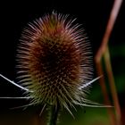 Distel