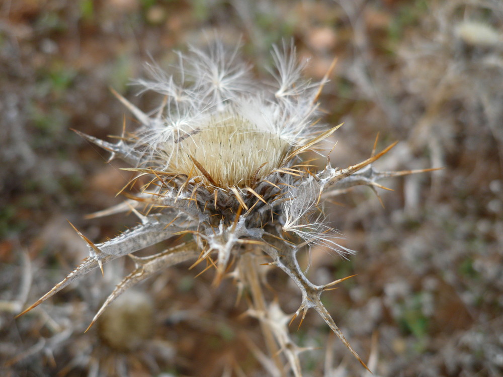 Distel