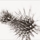 Distel