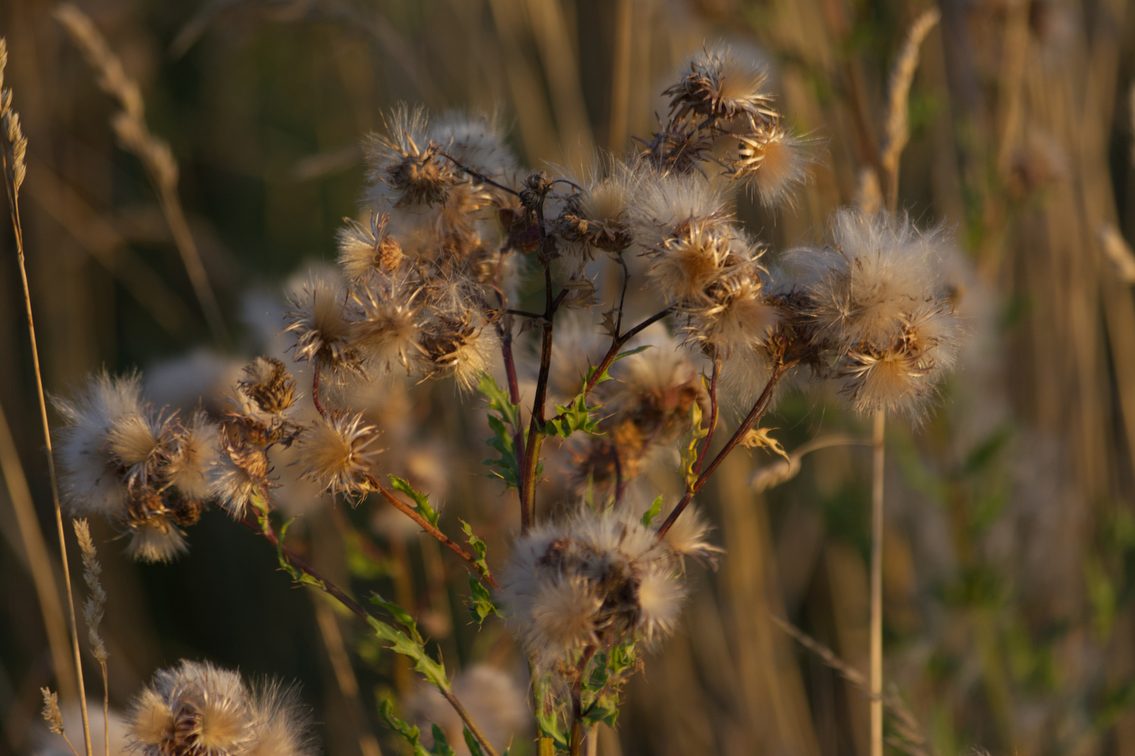 Distel