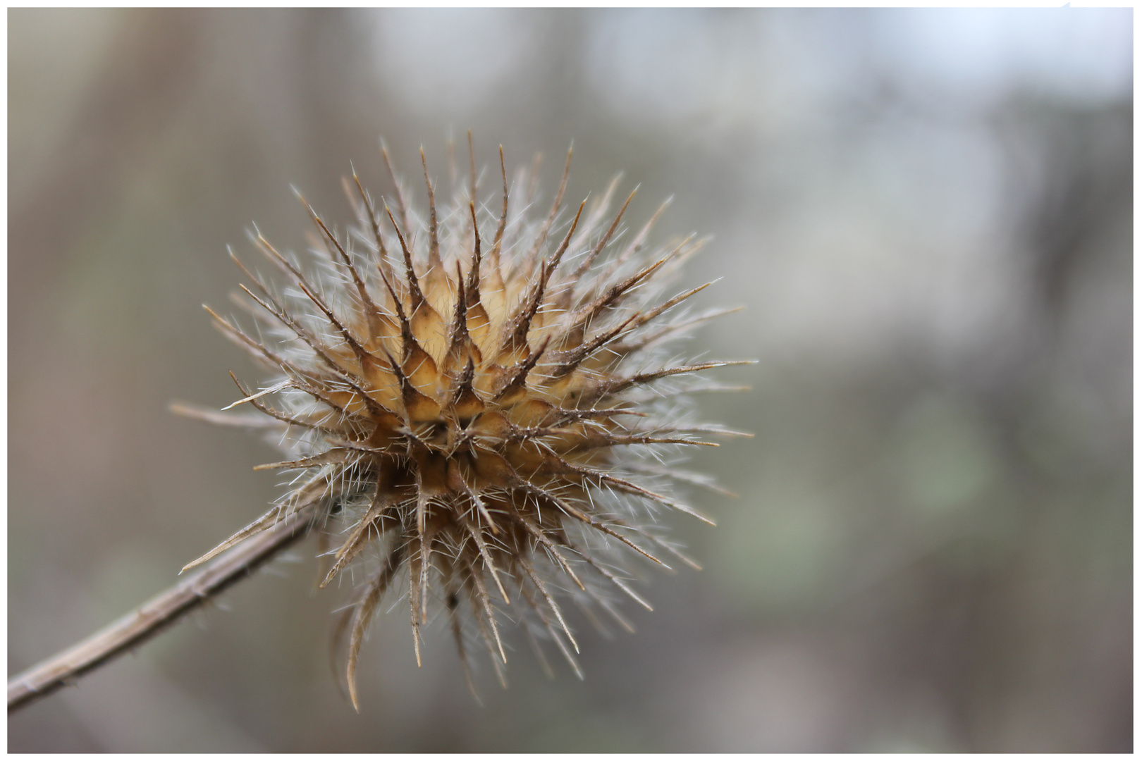 Distel