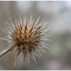 Distel