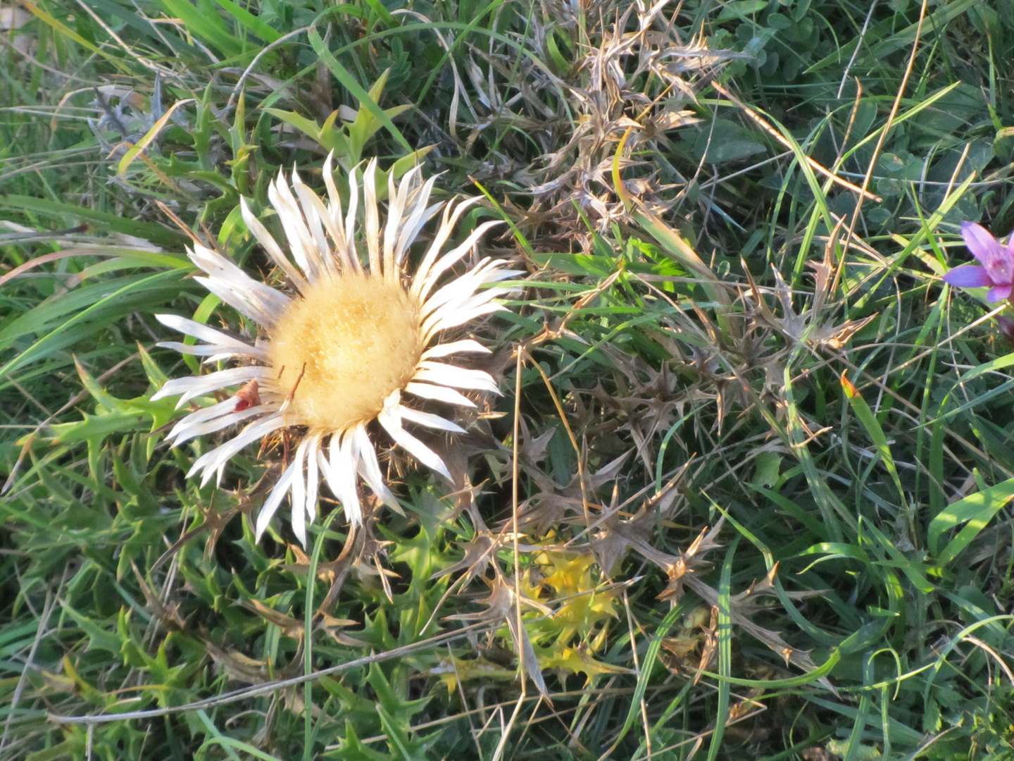 Distel