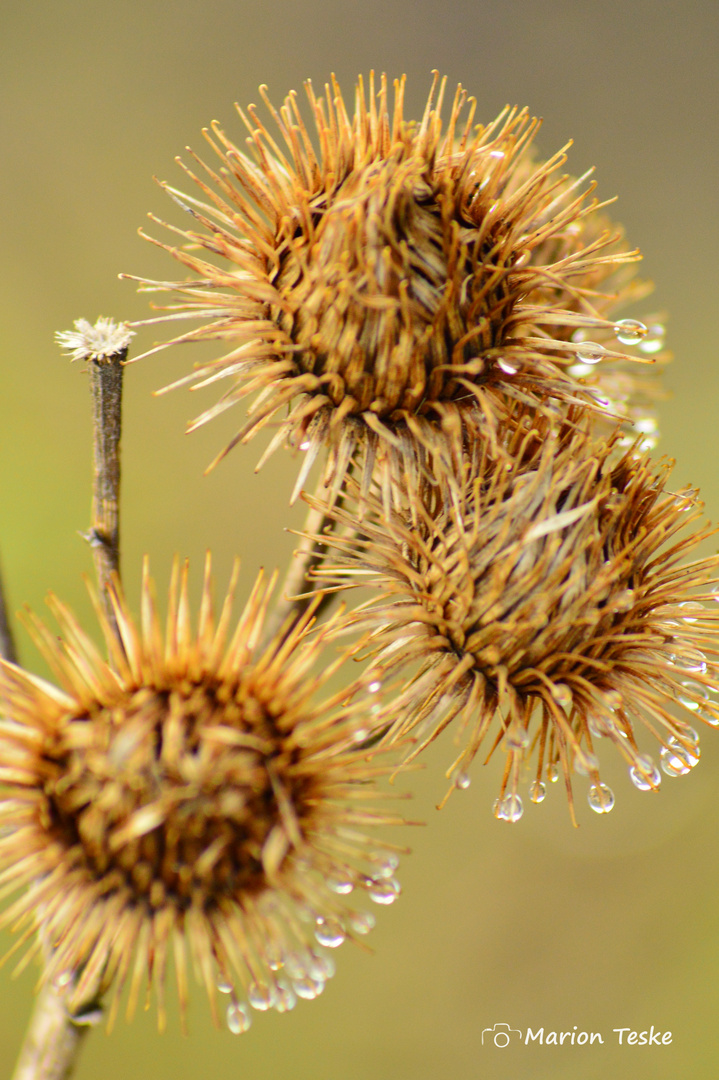 Distel