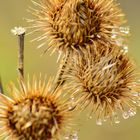 Distel