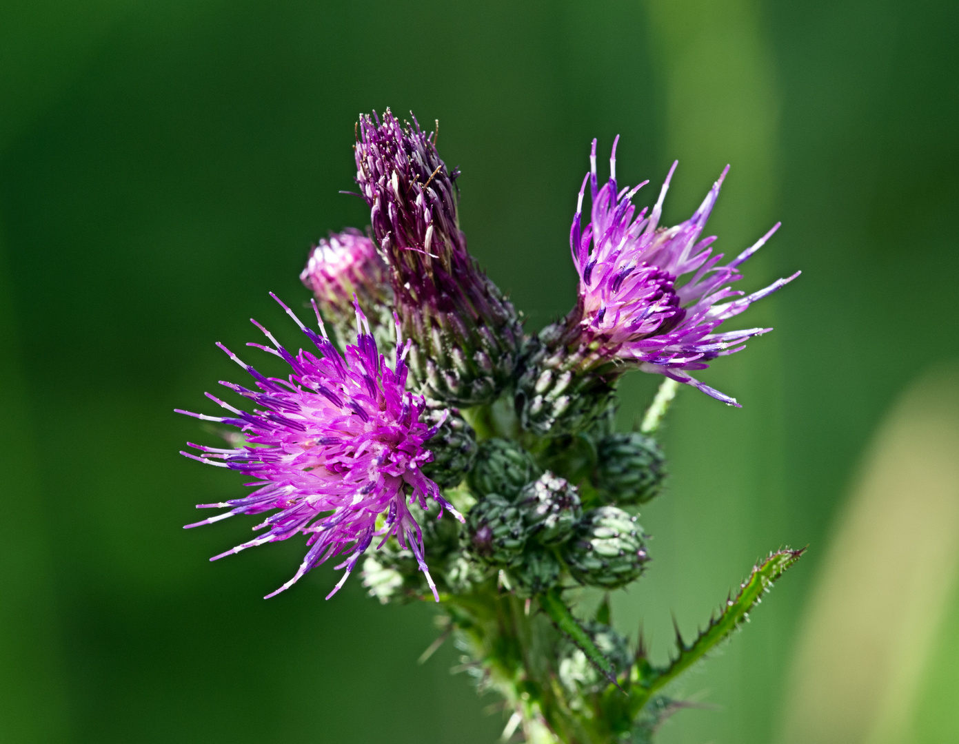 Distel