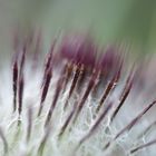 distel