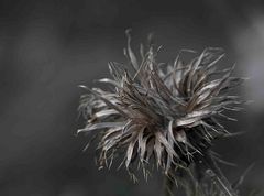 Distel...