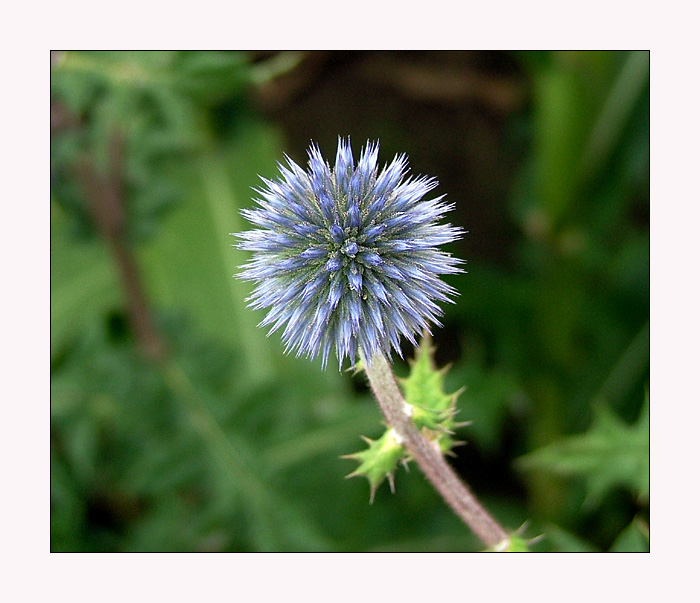 ...Distel