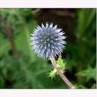 ...Distel