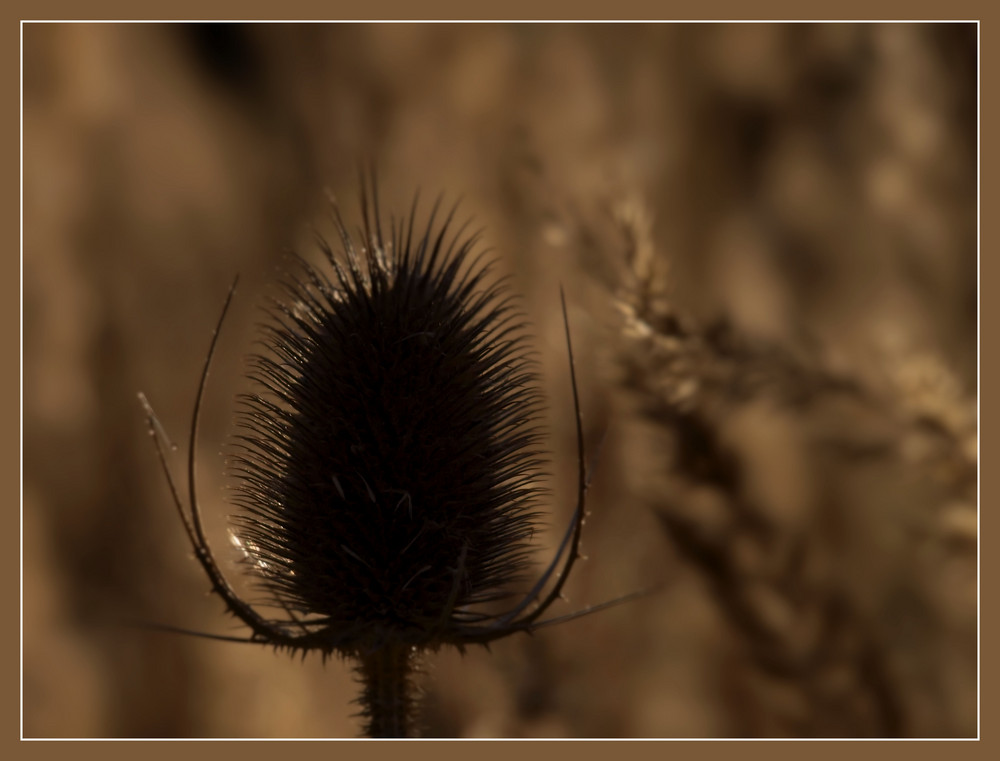 Distel