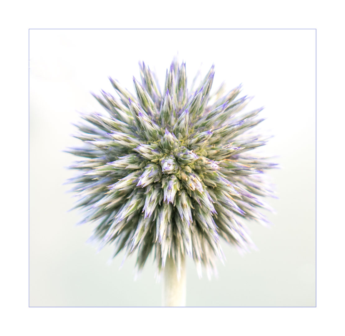 Distel