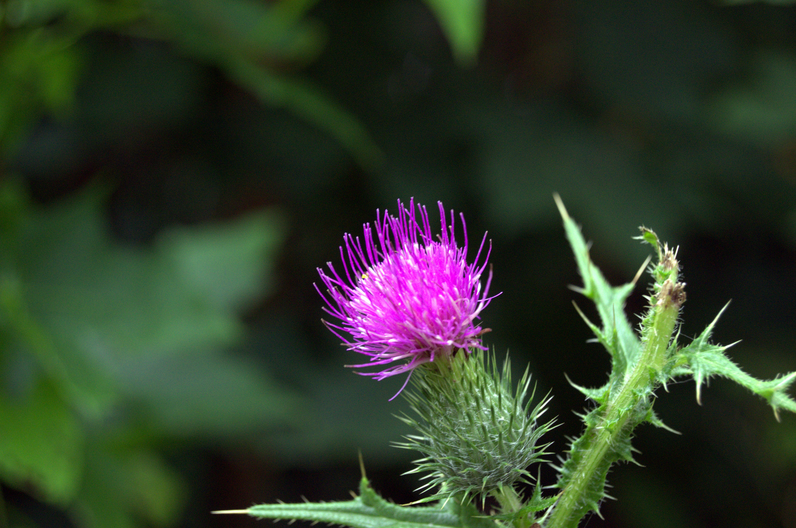 Distel