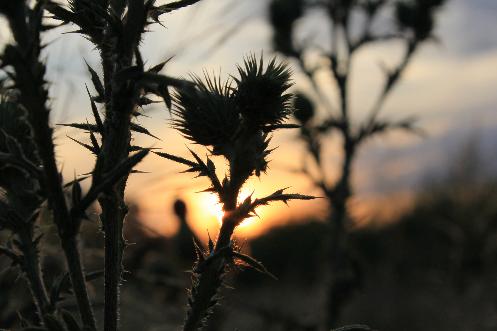 Distel