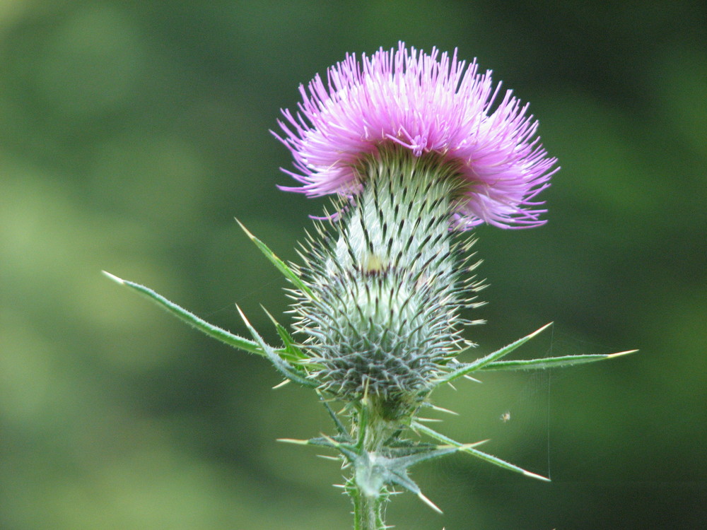 distel