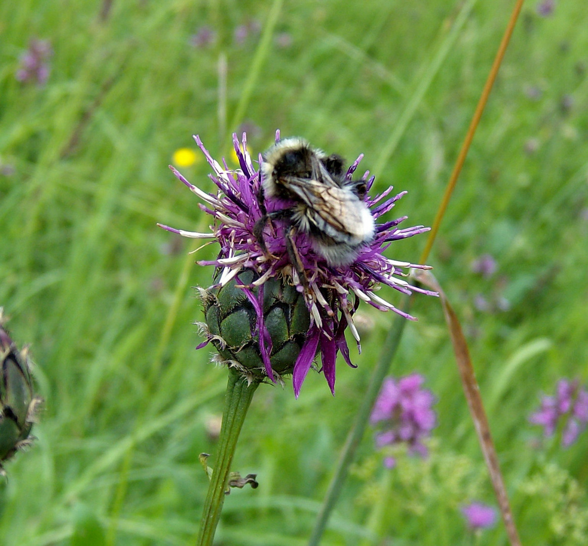 Distel